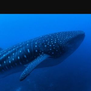 Meet your Posher, Mekhi